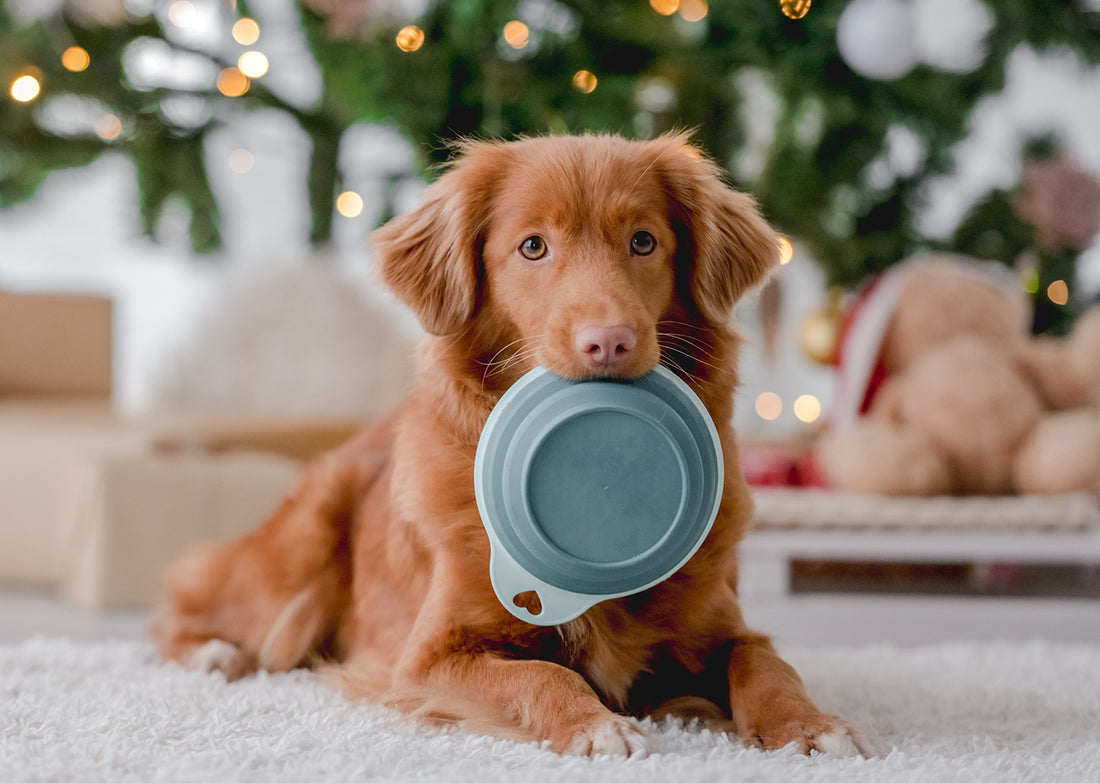 Remember Your Community and Local Pets This Season