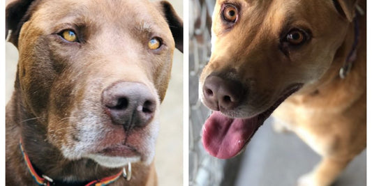 Rescue of the Month: Harvest Hills Animal Shelter