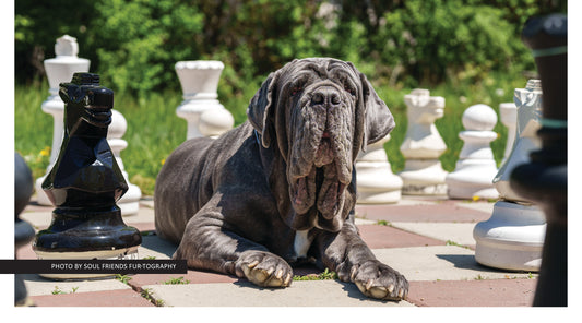 An Unlikely Therapy Dog