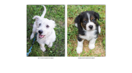Local Pups in Prestigious Bowl Game