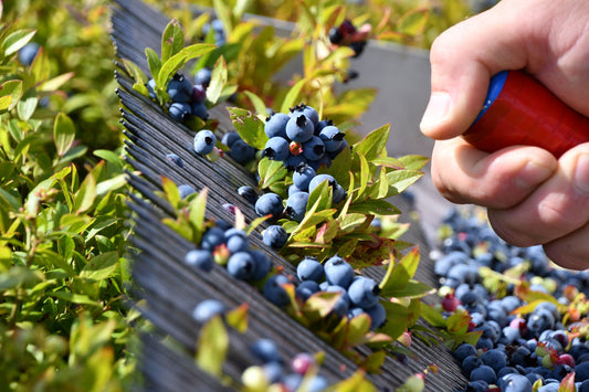 Wild Blueberry Season