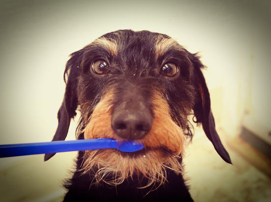 Dental Care at the Grooming Salon