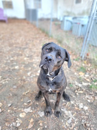 Rescue of the Month: Kennebec Valley Humane Society