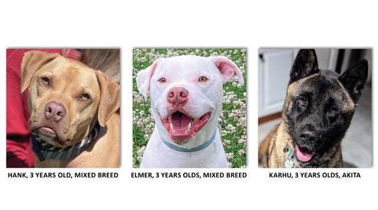 Animal Welfare Society
