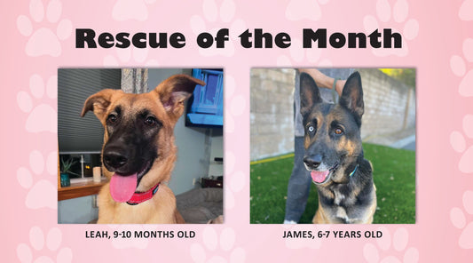 Miracle German Shepherd Dog Rescue of Maine