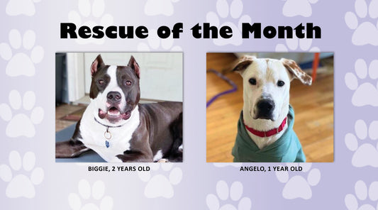 Pittie Posse Rescue & Sanctuary Providing Second Chances for Bully Breeds