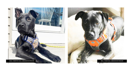Rescue of the Month: NELR’s Commitment to Saving At-Risk Labs