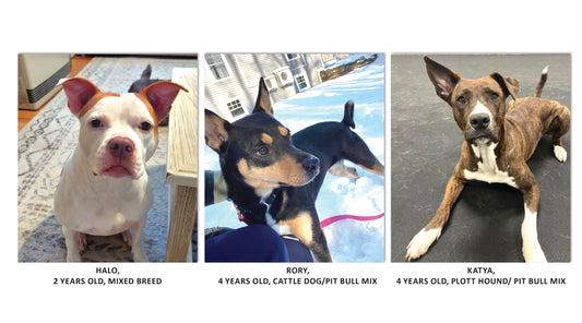 Rescue of the Month: PITTIE POSSE RESCUE & SANCTUARY
