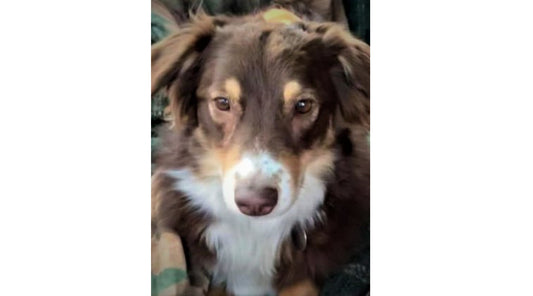 Rescue of the Month: Journey Animal Rescue
