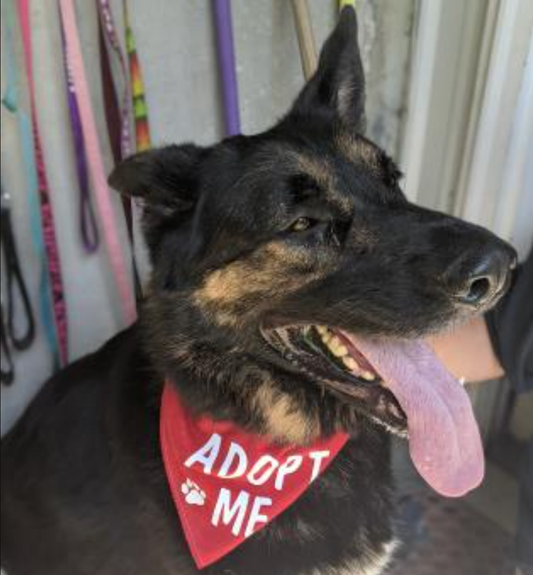 Rescue of the Month: Somerset Humane Society