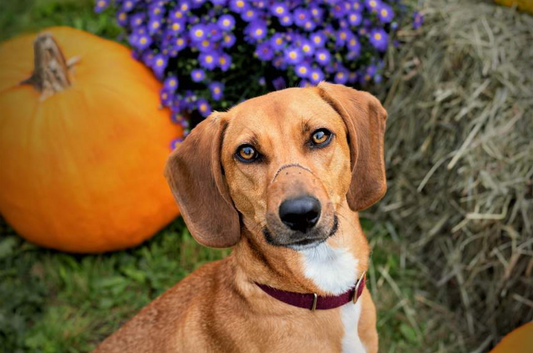 Rescue Of the Month: Animal Refuge League of Greater Portland