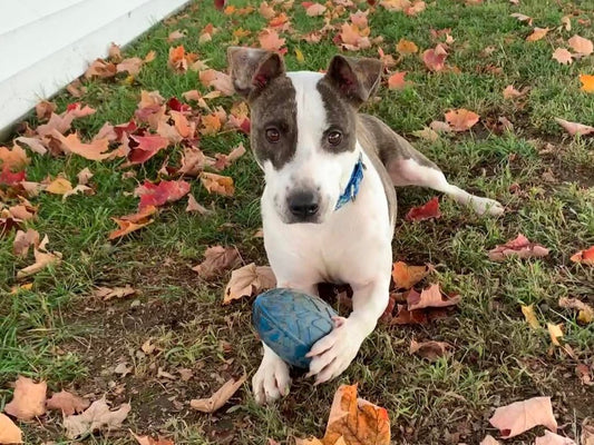 Rescue of the Month: Fetching Hope Rescue