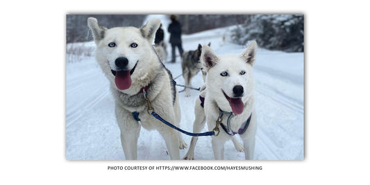 A Devotion to a Heritage Breed