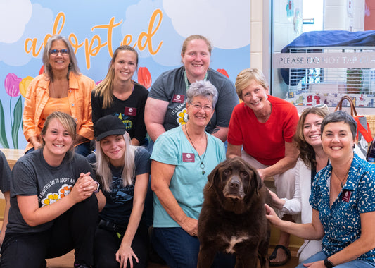 Heartwarming Rescue Success Stories