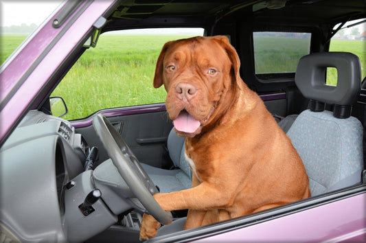 Time to Renew Dog Licenses