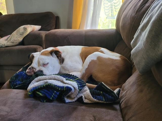 Rescue of the Month: Second Chance Boxer Rescue