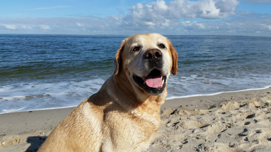 Pet-Friendly Beaches & Parks