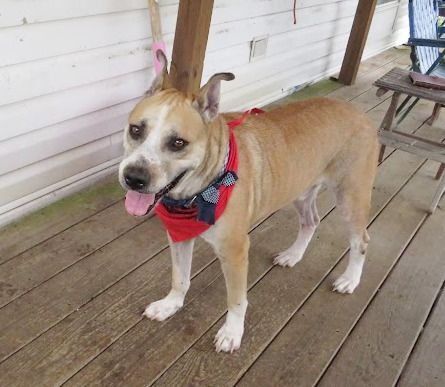 Rescue of the Month: Charley's Strays
