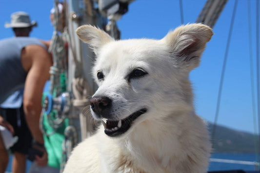 Welcome, Museum of Maritime Pets