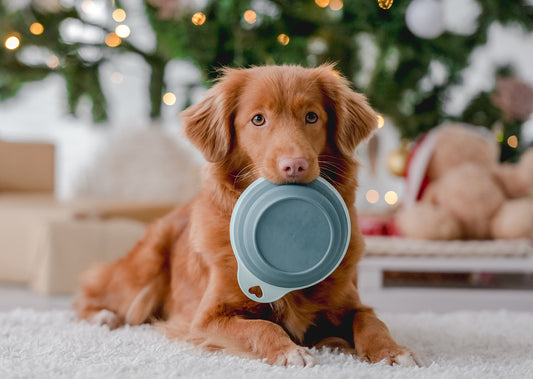 Remember Your Community and  Local Pets This Season
