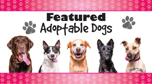 July Adoptable Dogs