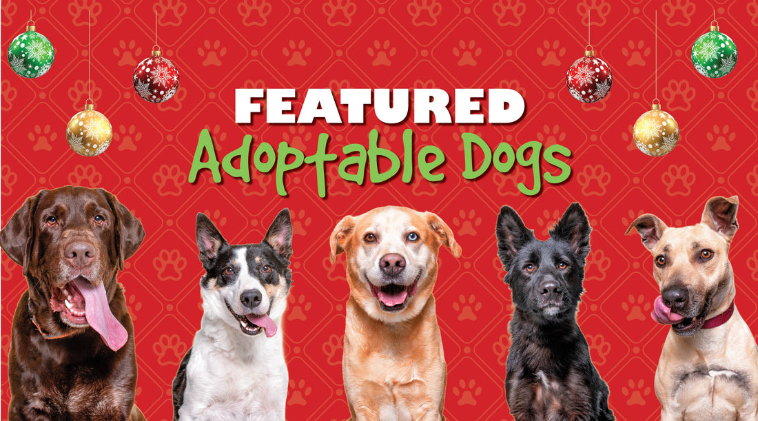 December 2025 Adoptable Dogs