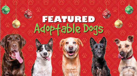 December 2025 Adoptable Dogs