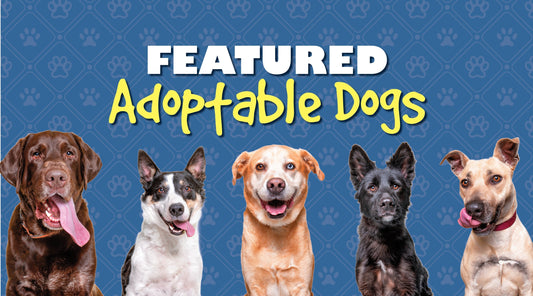 October 2025 Adoptable Dogs