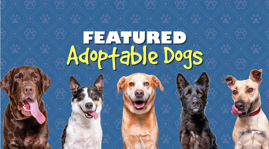November 2025 Adoptable Dogs