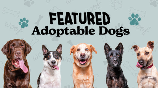 May 2026 Adoptable Dogs