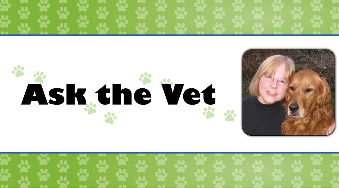 Ask a Vet - Senior Dogs