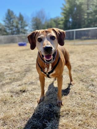 Rescue of the Month: Bangor Humane Society
