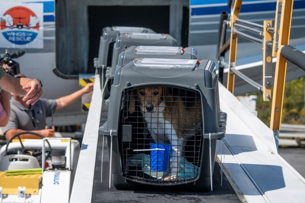 Maine Shelters Welcomed 100 Beagles