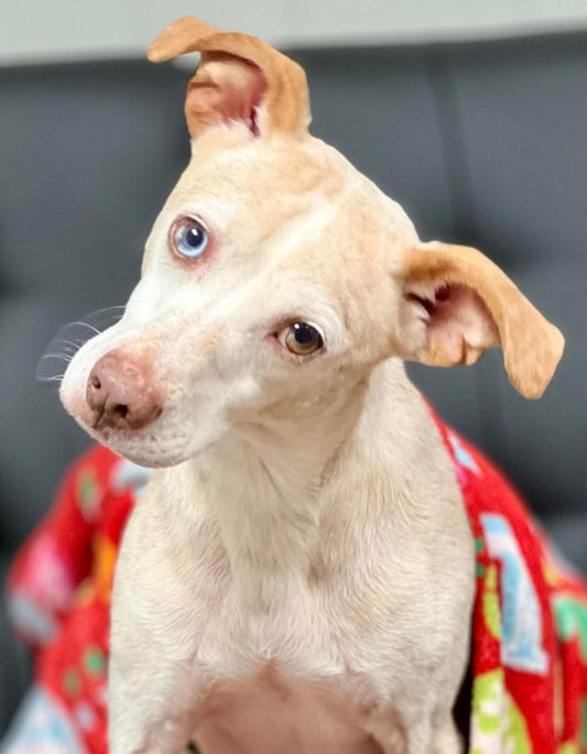 Rescue of the Month: Passion for Pets