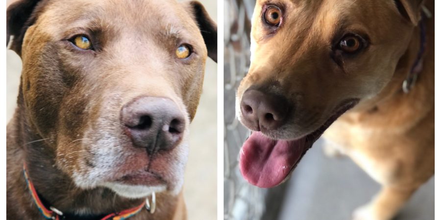 Rescue of the Month: Harvest Hills Animal Shelter