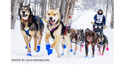 Local Teen Triumphs in Alaskan Sled Dog Races
