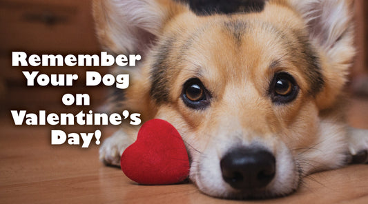 Remember Your Dog on Valentine’s Day!