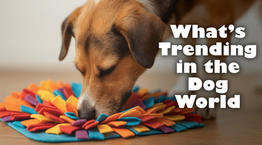 What’s Trending in the Dog World 