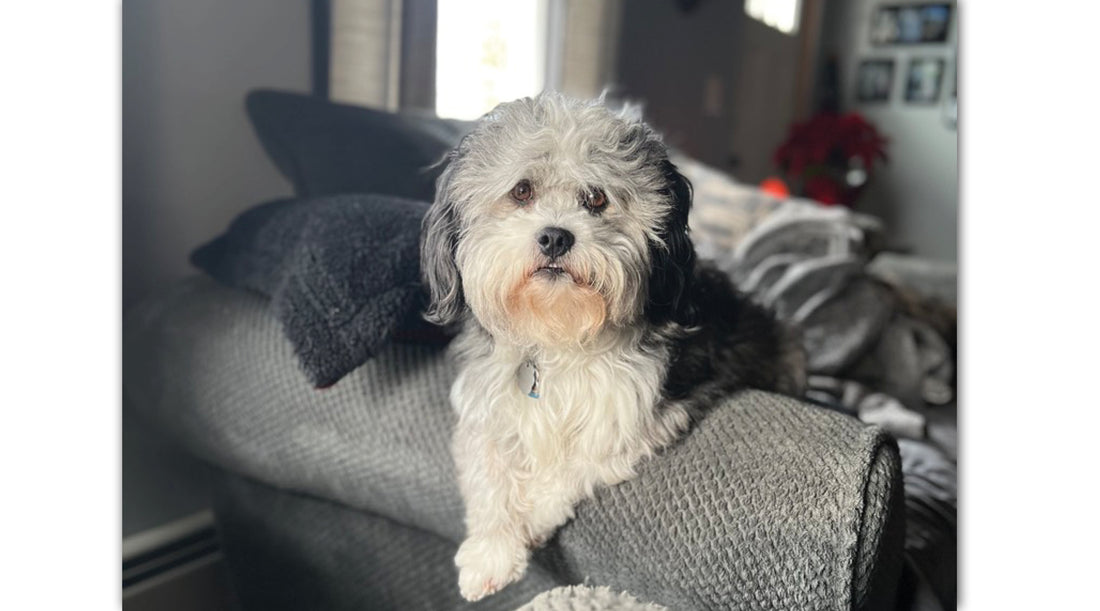Ollie, a Local Hero Dog!