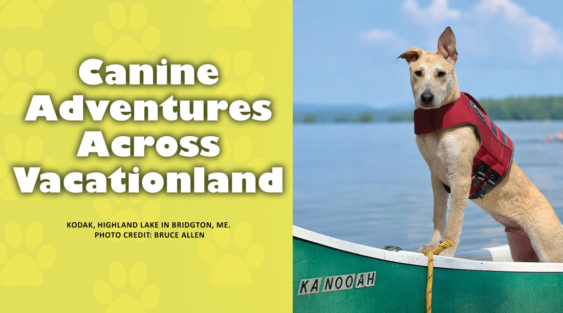Canine Adventures Across Vacationland