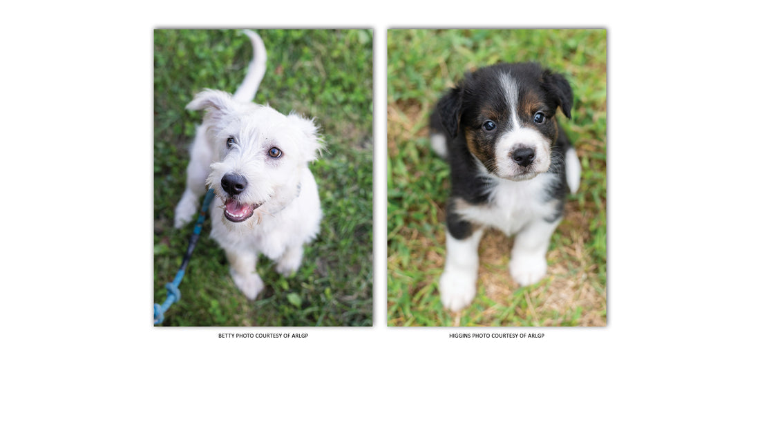 Local Pups in Prestigious Bowl Game