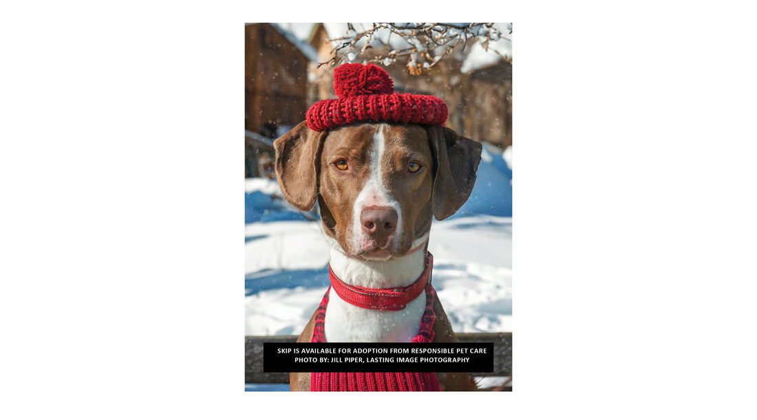 Blending a New K9 into Your Home