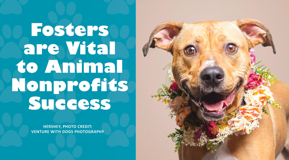 Fosters are Vital to Animal Nonprofits Success