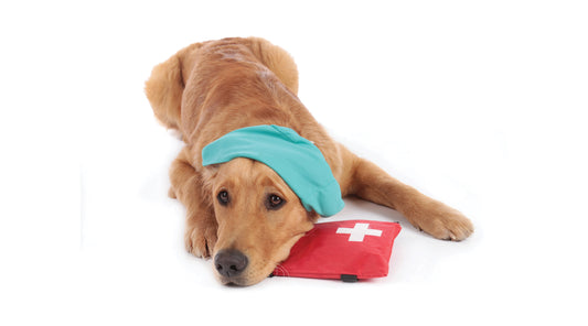 National Pet First Aid Awareness Month