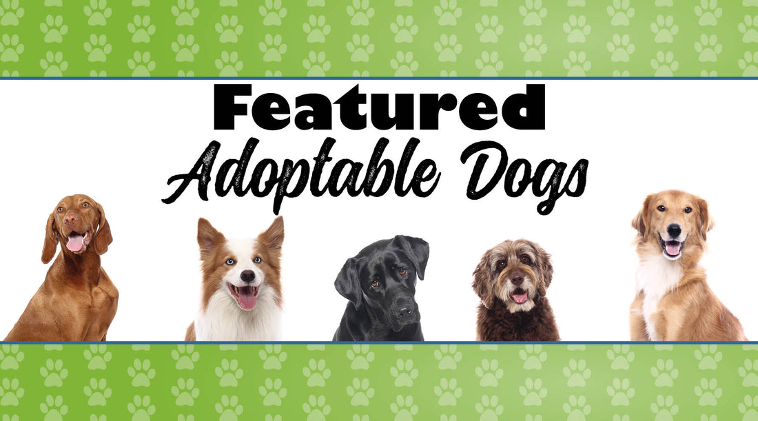 November Featured Adoptable Dogs