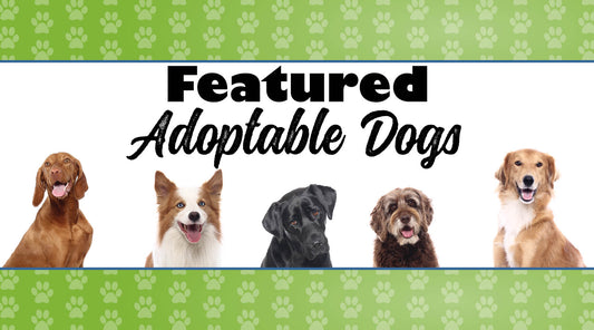 April Featured Adoptable Dogs