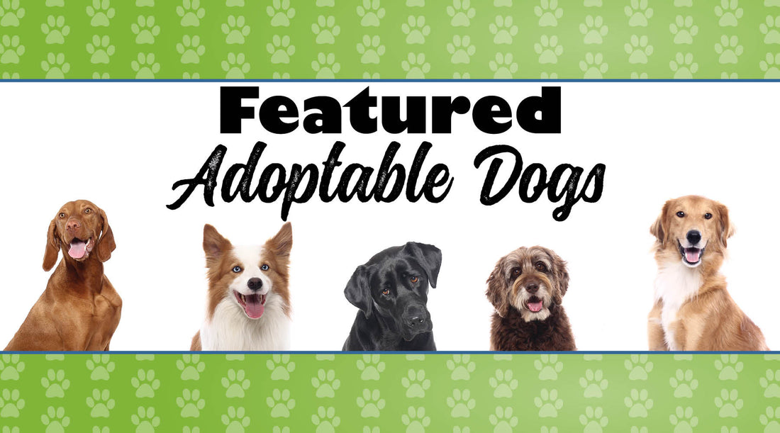 September 2024 Featured Adoptable Dogs