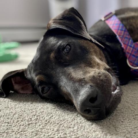 Rescue of the Month: Pittie Posse Rescue