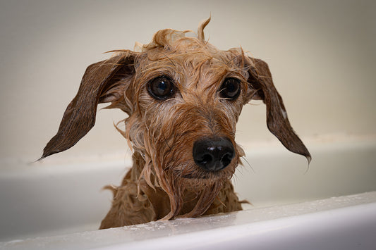 Choosing a Safe Pet Shampoo