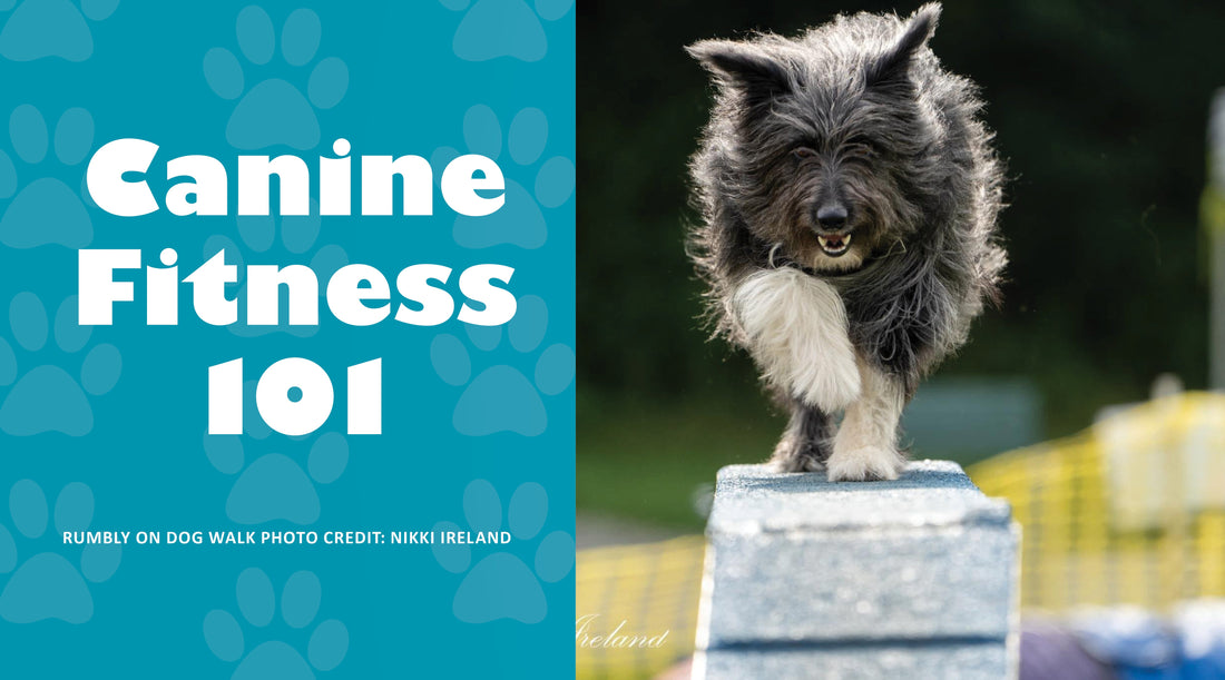 Canine Fitness 101: How a Fitness Routine  Can Help All Dogs Live Healthy Lives